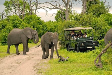 Chobe Safari Day Trip – From Livingstone