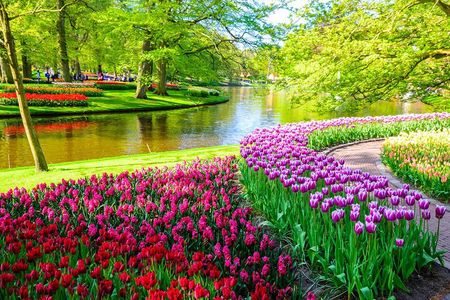 Private Tour Tulip Gardens (Keukenhof) and Dutch highlights 