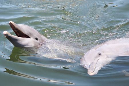 Sunset, Dolphin/Birding On A Private Guided Savannah Cruise 