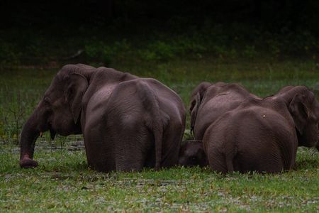 Shore Excursion Hambantota Port to Udawalawa national park safari