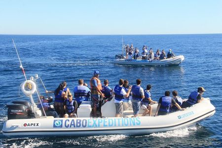 Small-Group Whale Watching Zodiac Boat Cruise in Cabo San Lucas 