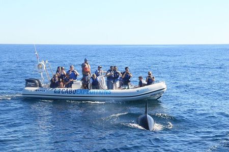 Small-Group Whale Watching Zodiac Boat Cruise in Cabo San Lucas 
