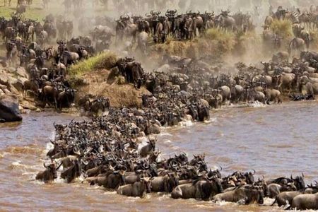 6 Days Private Migration Tour in Kenya