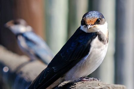 Cape Town Private Birding Tour