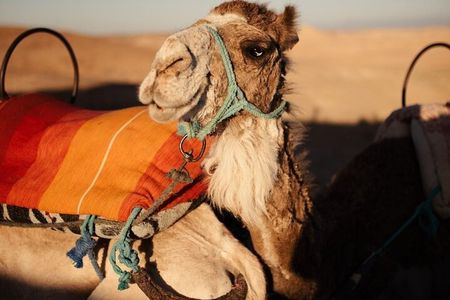  Experience the desert nomads in Marrakech!