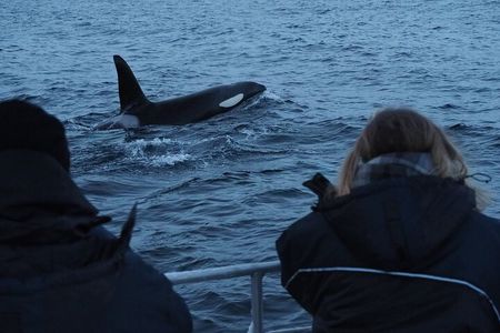 Small group Whale watching