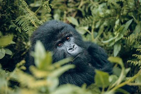 1 Day Gorilla Trekking Safari in Rwanda Volcanoes National Park