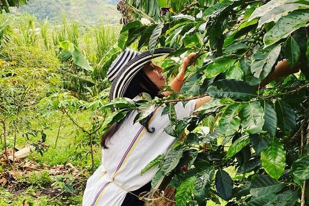 Coffee tour in Medellín with tastings and transportation