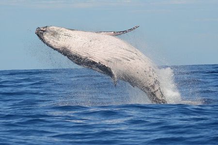 1.5 -Hour Guided Whale and Marine Life Tour