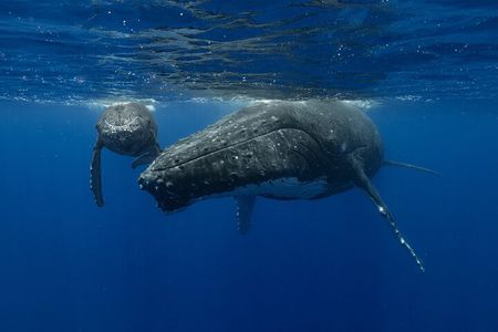 4 Hours of Humpback Whale Watching in Tahiti
