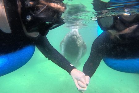 Private Manatee Swim Tour