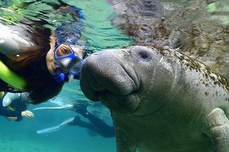 Swim with Manatees, State Park Adventure