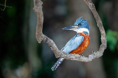 Amazon Jungle Experience 6D/5N at Amazon Mamori Lodge .