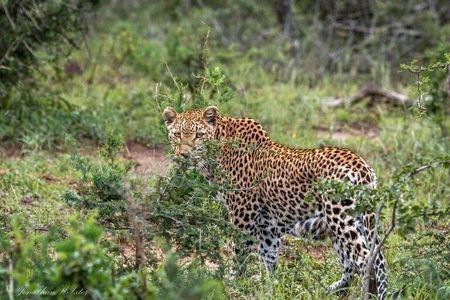 5 Days Lake Nakuru-Lake Naivasha & Maasai Mara Safari