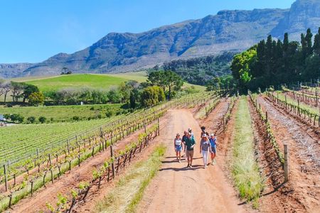 Constantia Wine Walk Storytelling Vineyard Tour with Lunch