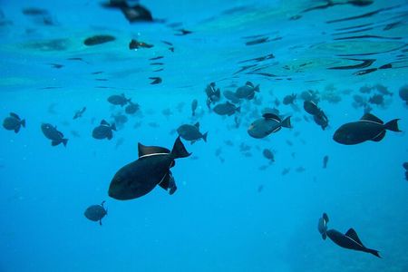 The Best 2.5 Hour Molokini Snorkel Tour & Whale Watch