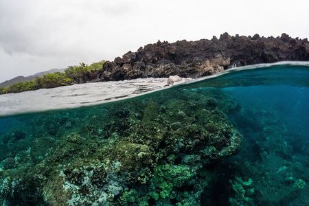 The Best 2.5 Hour Molokini Snorkel Tour & Whale Watch