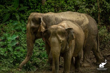 Phuket: Hidden Forest Elephant Reserve Guided Tour with Lunch