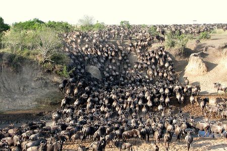 7 Days Safari to Maasai Mara, Nakuru, Naivasha and Amboseli