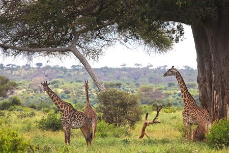 3 Day Safari Tarangire Lake Manyara and Ngorongoro Crater Tour