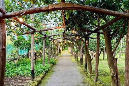 Sorrento Lemon Grove Experience with Local Product Tasting