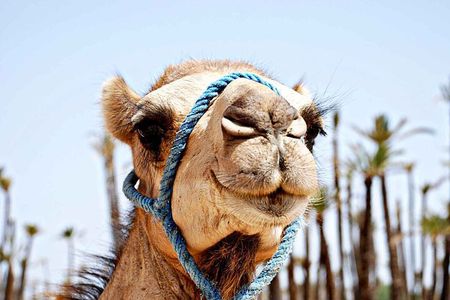 Agafay desert, quad , camel ride, luxury dinner