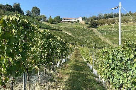 Wine Tour and tasting in the Monferrato - Premium