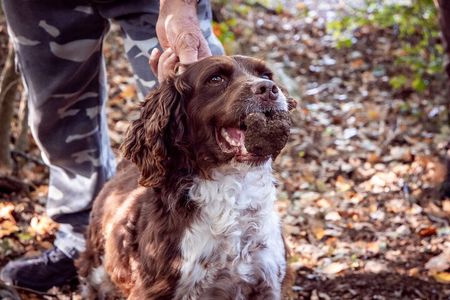 Umbria Truffle Hunting Experience with Brunch