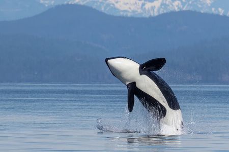 6 Hour Whale Watching Tour With Lunch Included