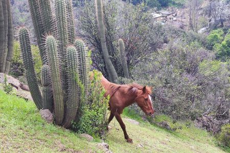 Wine and Food Tasting with Hiking near Santiago 