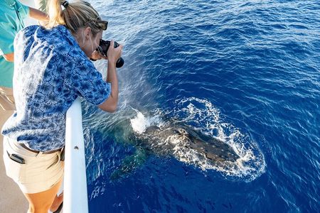 Whale and Dolphin Watch Boat Cruise in Oahu