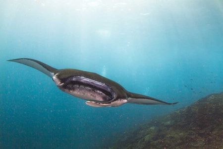 Nusa Penida 3 Fun Dives Boat Trip (For Certified Divers)