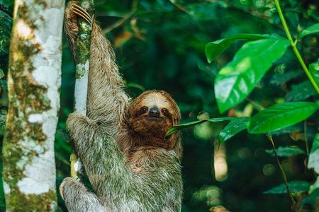 Sloth Tour in La Fortuna and Tortillas Cooking Class