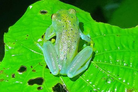 Night Hike La Fortuna - Night Hiking Trip in Arenal