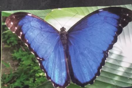 Kukamas Tribe, Butterfly Preserve & Sport Piranha Fishing - All tickets included