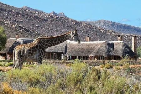 Aquila Big 5 Safari and Wine Tasting Day Tour – From Cape Town