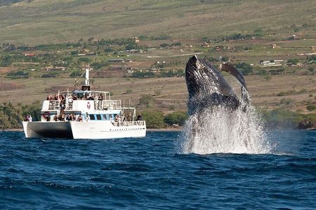 2-Hour Oahu Whale Watch from Ala Wai Harbor, Waikiki