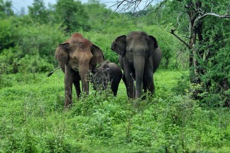 Yala safari from Galle / Unawatuna / Waligama / MIrissa / Matara