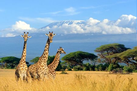  2 Days Amboseli National Park Safari Escape with Kentau