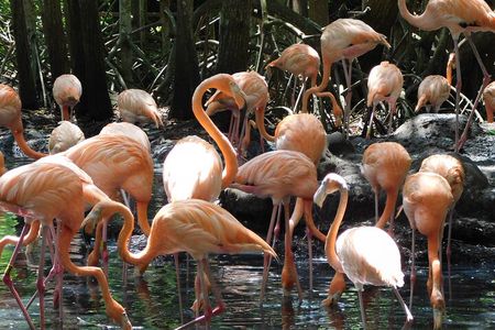 Full Day for Bird Watching with Visit to Isla Baru