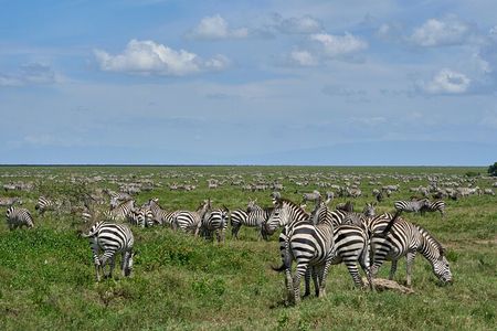 6 Days Serengeti Classic Safaris Odyssey in Tanzania