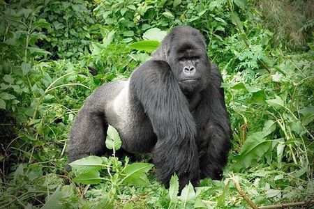 3 Days Gorilla Trekking Safari to Bwindi Impenetrable NP Uganda