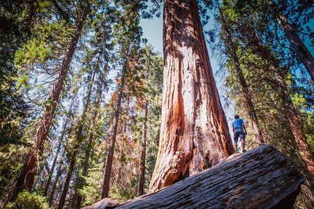 Sequoia & Kings Canyon Two Day Private Tour & Hike