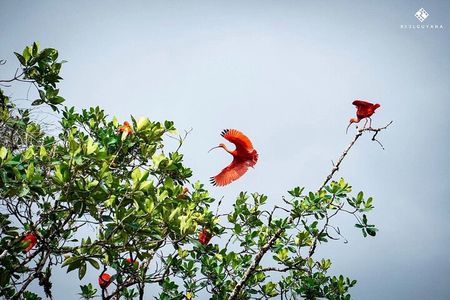 Demerara Sunset Cruise