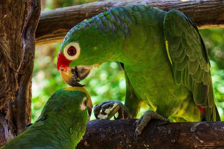 National Aviary & Mambo Beach Club Baru - Playa Blanca 