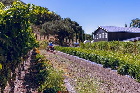 3-Winery Santa Ynez Tour with Picnic Lunch & Tastings from City