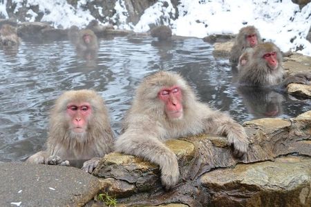Day Trip Snow Monkey in Nagano from Tokyo by bullet train