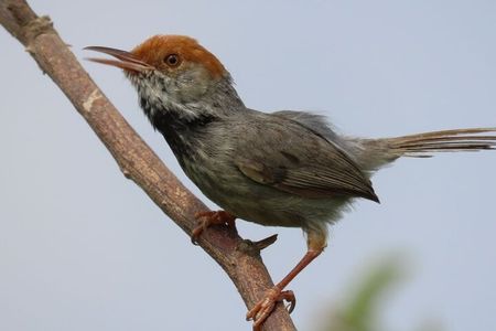 Phnom Penh Birding Experience and Brunch 