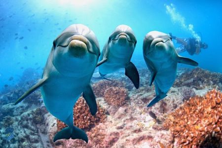 Full-Day Dolphin House from Hurghada