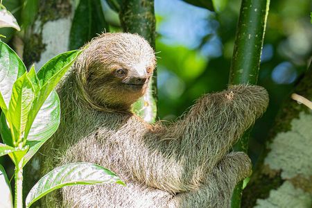 La Fortuna Birds, Butterfly Garden, sloths Guided Tour 2hrs